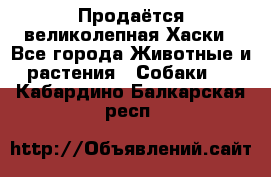 Продаётся великолепная Хаски - Все города Животные и растения » Собаки   . Кабардино-Балкарская респ.